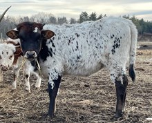 Cote's Wall Street Rose