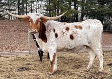 Riverforks Janie Bell