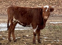 Cote's On The 7th Day