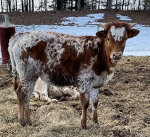 Cote's Spicey Returns