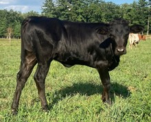 Cote's Black Betty