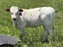 2025 Heifer (Power Surge)