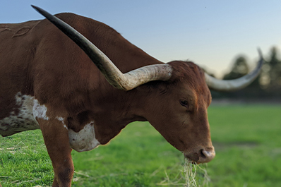 Registered Texas Longhorns at Double C Ranch